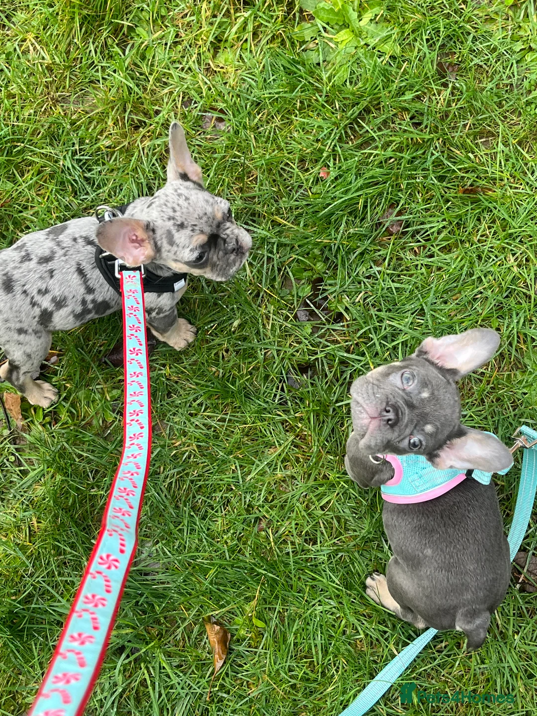 French Bulldog dogs for sale: Beautiful French bulldog pups ready to leave now - Advert 1