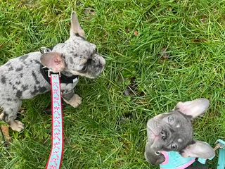 French Bulldog dogs Beautiful French bulldog pups ready to leave now - Advert 2