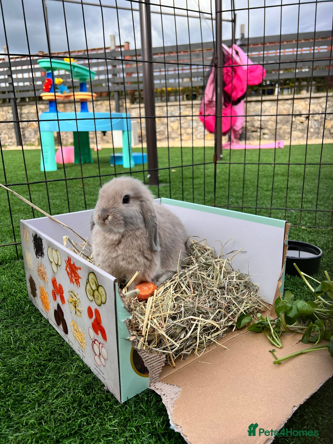 Mini Lop rabbits for sale: Pair of indoor house rabbits  - Advert 4