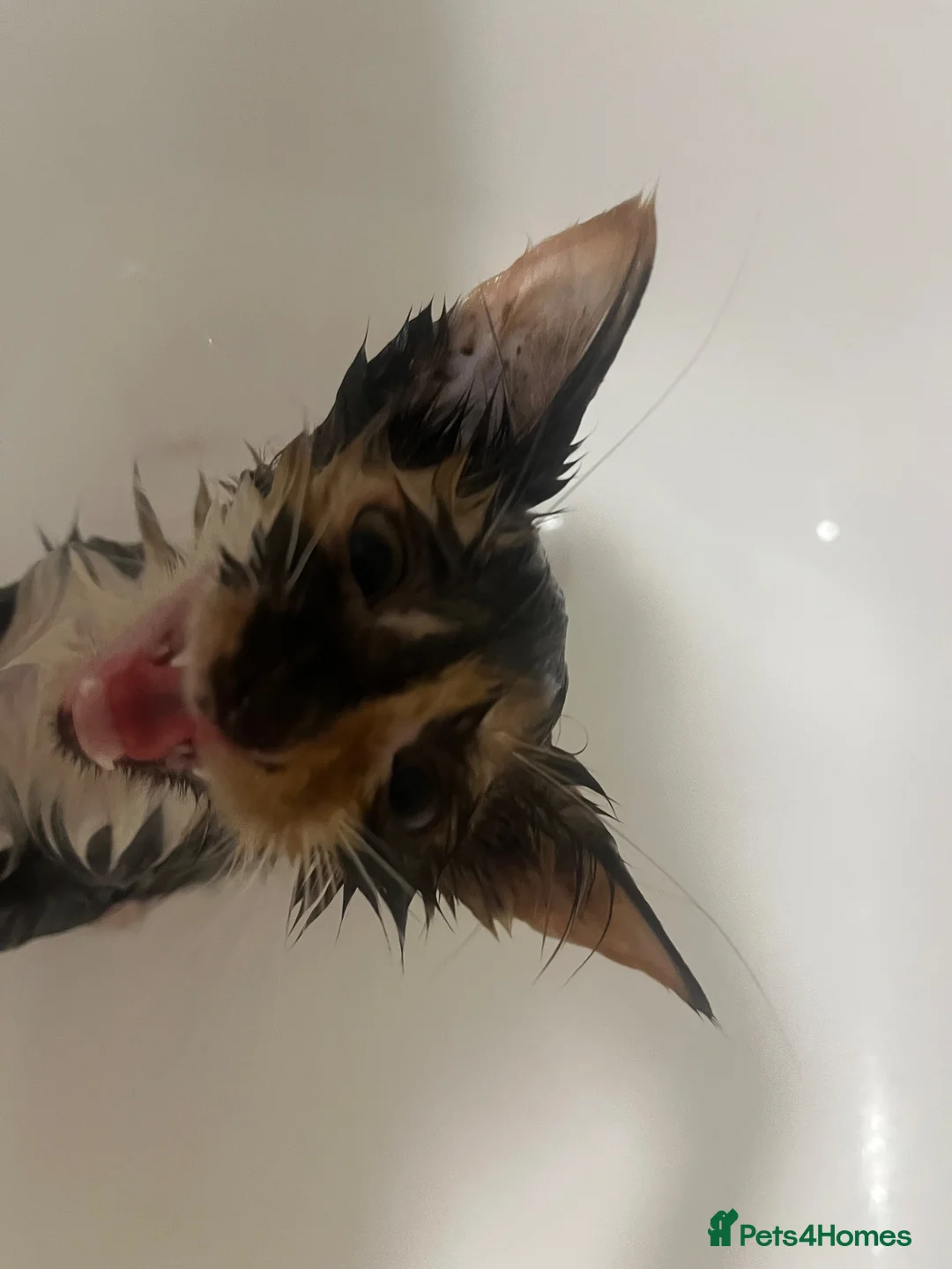 Maine Coon cats for sale: 2 female main coon mix’s  - Advert 2