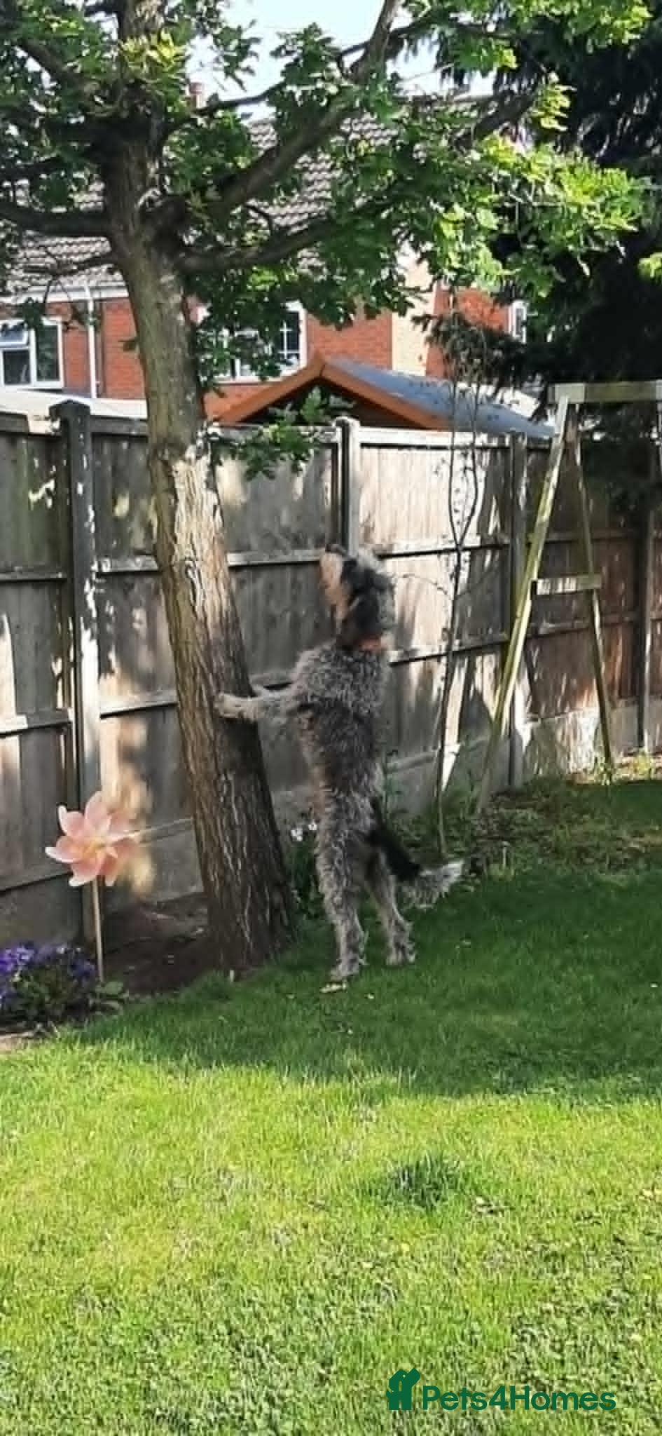 Mixed Breed dogs Beautiful Griffon Nivernais for adoption - Advert 12