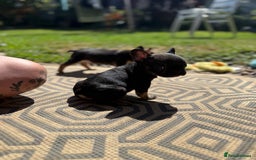 French Bulldog dogs for sale: Beautiful frenchie pups in Leeds - Image 4