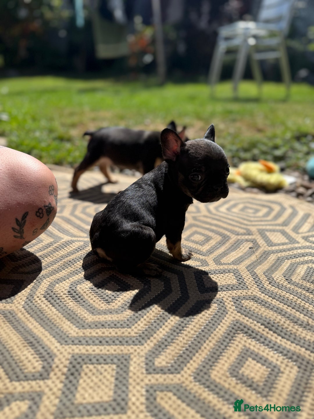 French Bulldog dogs for sale: Beautiful frenchie pups in Leeds - Image 4