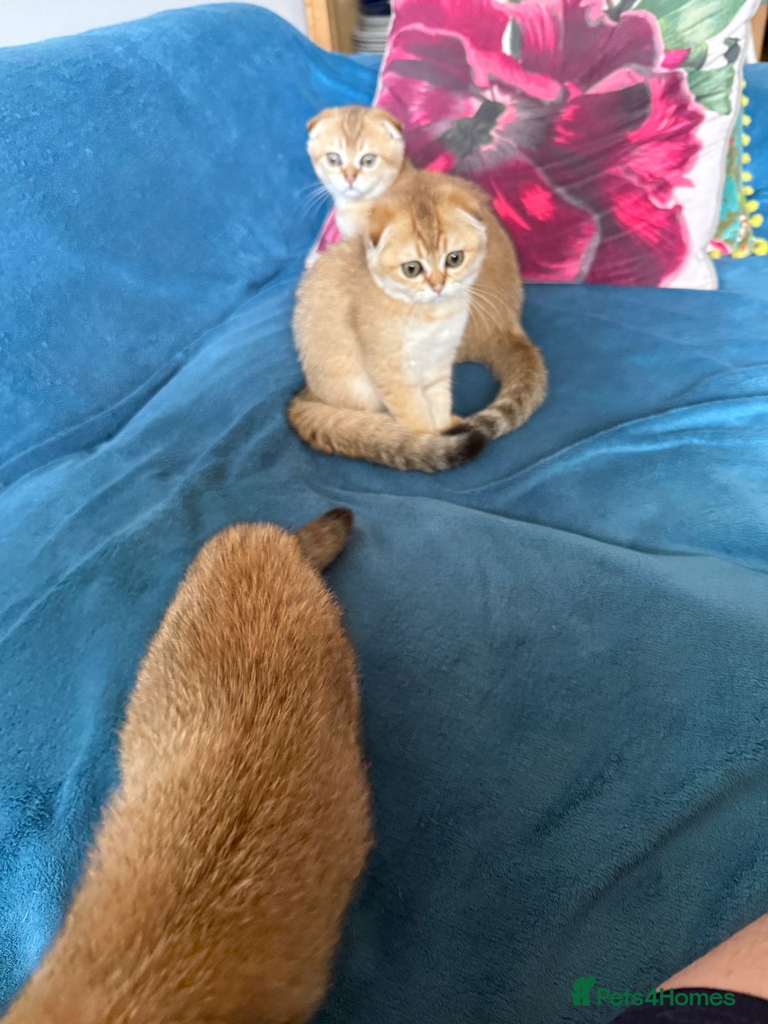 Scottish Fold cats for sale: Gold Chinchilla Scottish fold baby’s  - Image 7