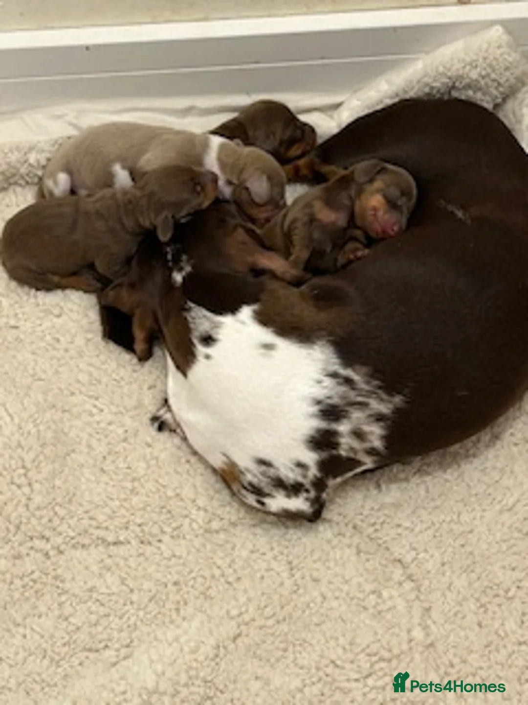 Miniature Dachshund dogs for sale: 4 beautiful miniature dachshund puppies - Advert 28