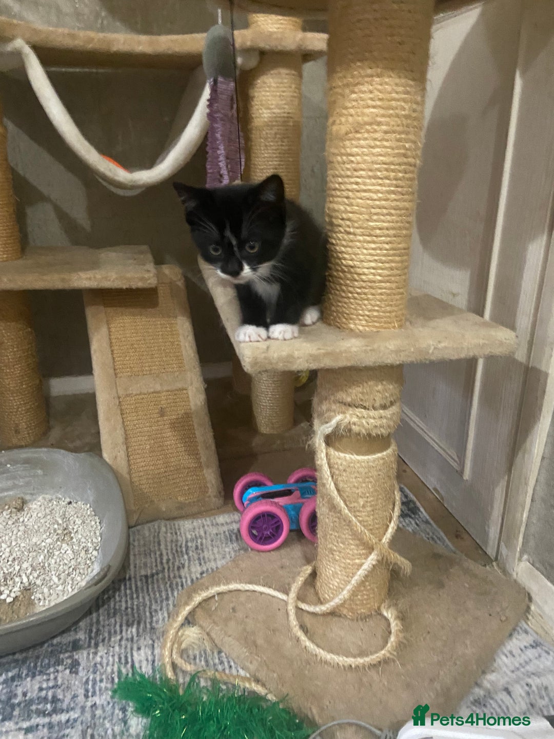 Mixed Breed cats for sale: Scottish fold cross for sale  - Image 33