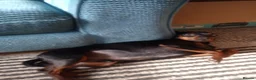 Miniature Pinscher dogs for sale: Male Miniature pinscher for sale - Advert 7
