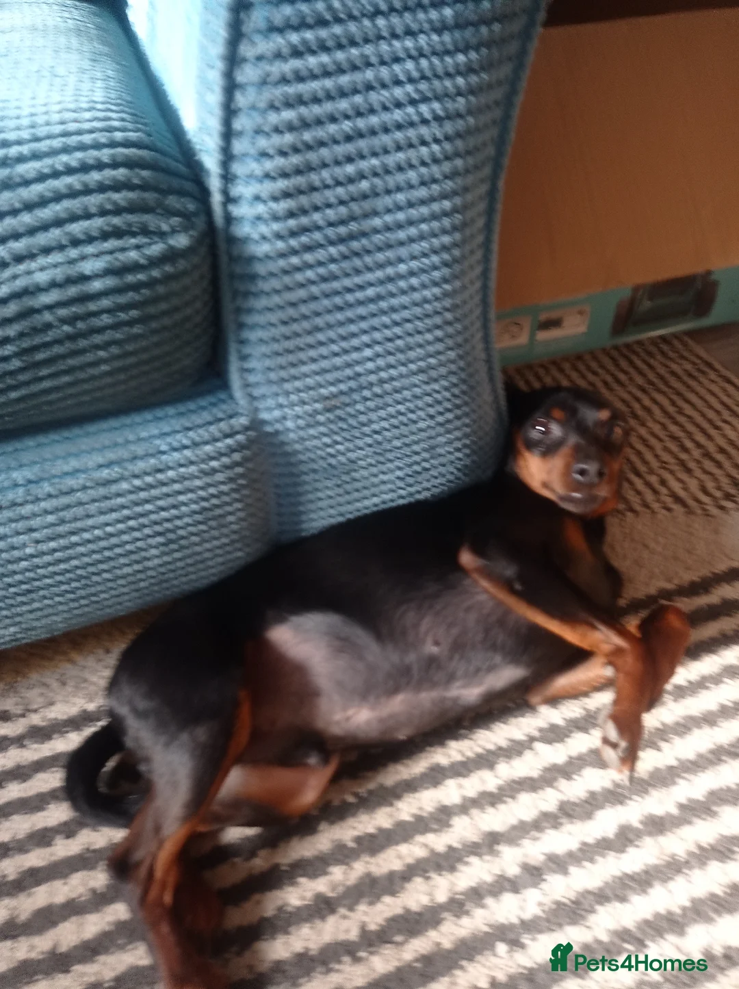 Miniature Pinscher dogs for sale: Male Miniature pinscher for sale - Advert 7
