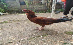 Chickens poultry for sale: Young Chickens for sale - Image 2