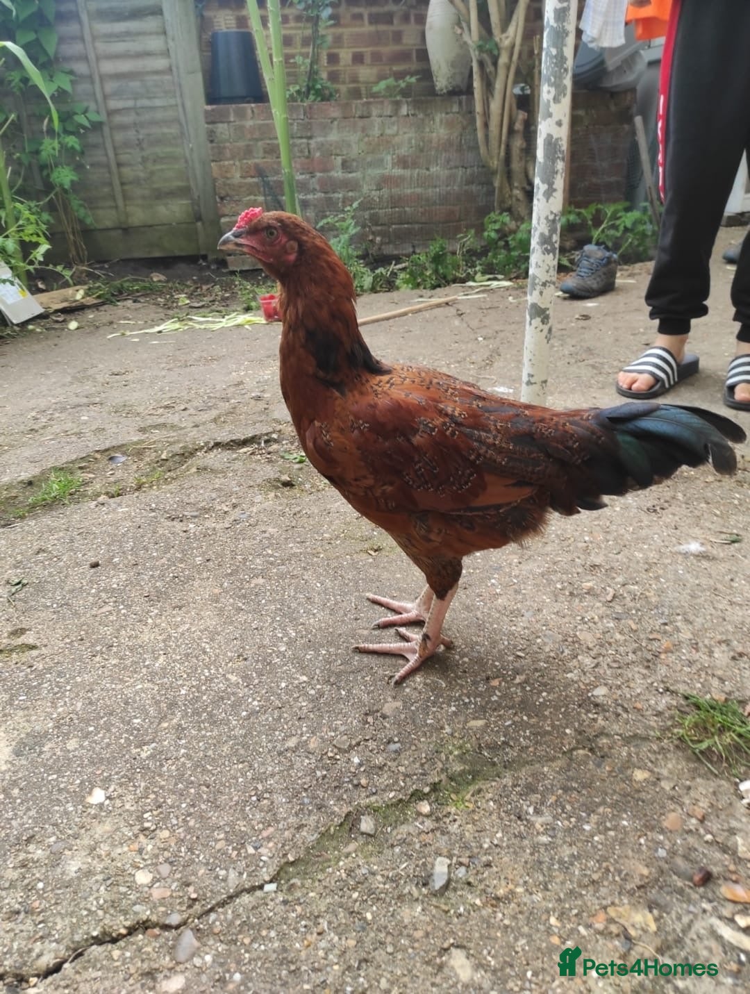 Chickens poultry for sale: Young Chickens for sale - Image 2