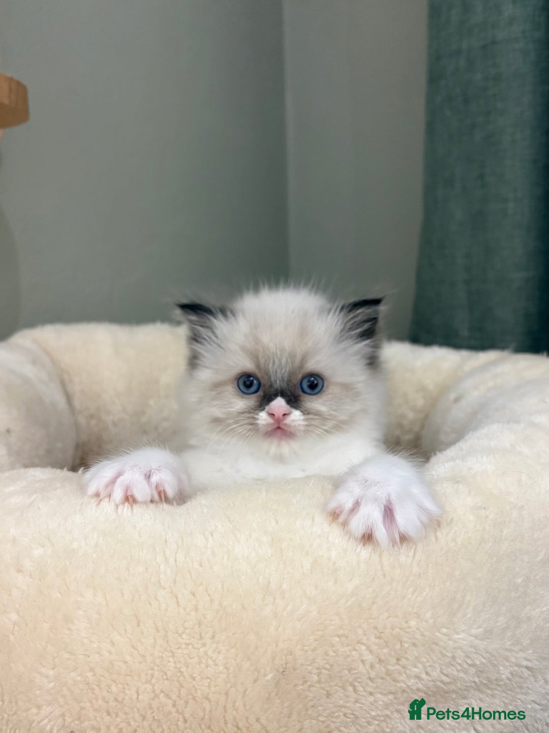 Ragdoll cats for sale: Gccf ragdolls ready 12th Jan  - Advert 9