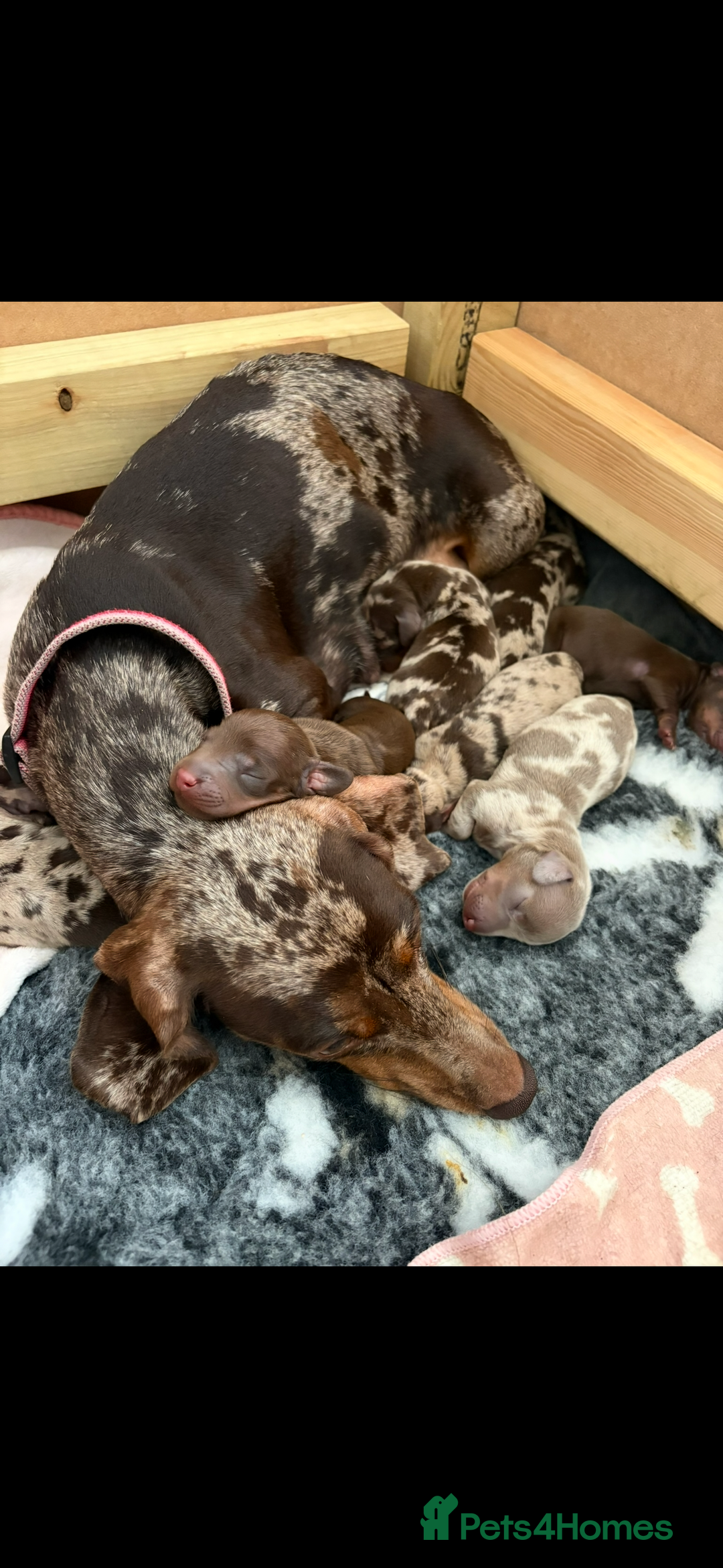 Miniature Dachshund dogs for sale: Miniature Dachshund Puppies - Image 15