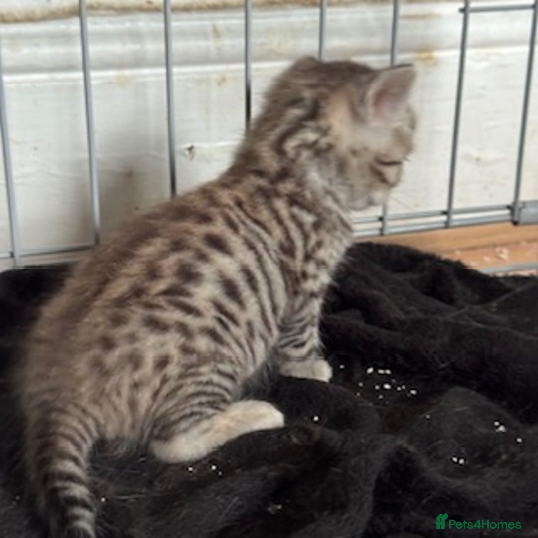 Bengal cats for sale: 4 Gorgeous Bengal Babies - Image 14