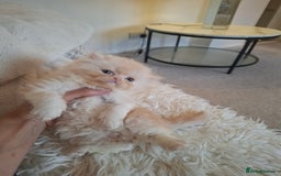 Exotic cats for sale: Exotic persian kittens  - Image 2