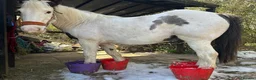 Irish Cob horses for sale: Ride & drive heavy cob  - Advert 8