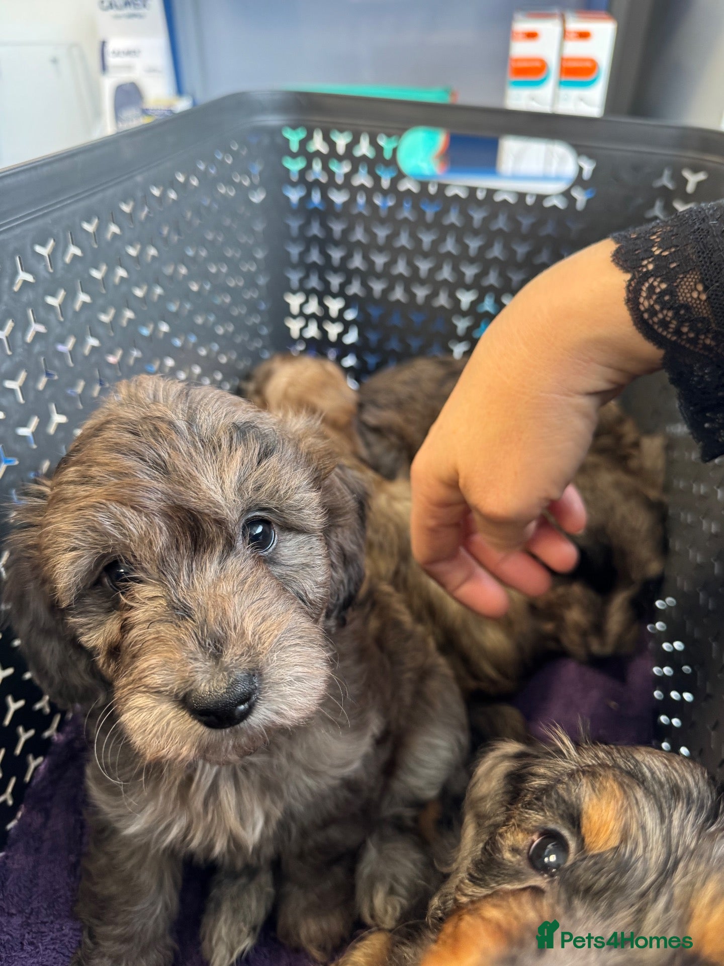 Doxiepoo dogs 8 weeks on the 6th October, Doxiepoos  - Advert 3