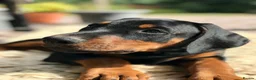 Dobermann dogs for sale: Mr Blue- A truly Free Range Doberman - Advert 9
