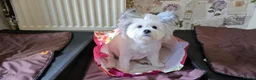 Maltipom dogs for sale: New Home Needed 2.5yr old Maltipom  in St. Neots - Advert 7