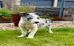 Welsh Collie dogs for sale: Stunning Collie Pups - Image 6
