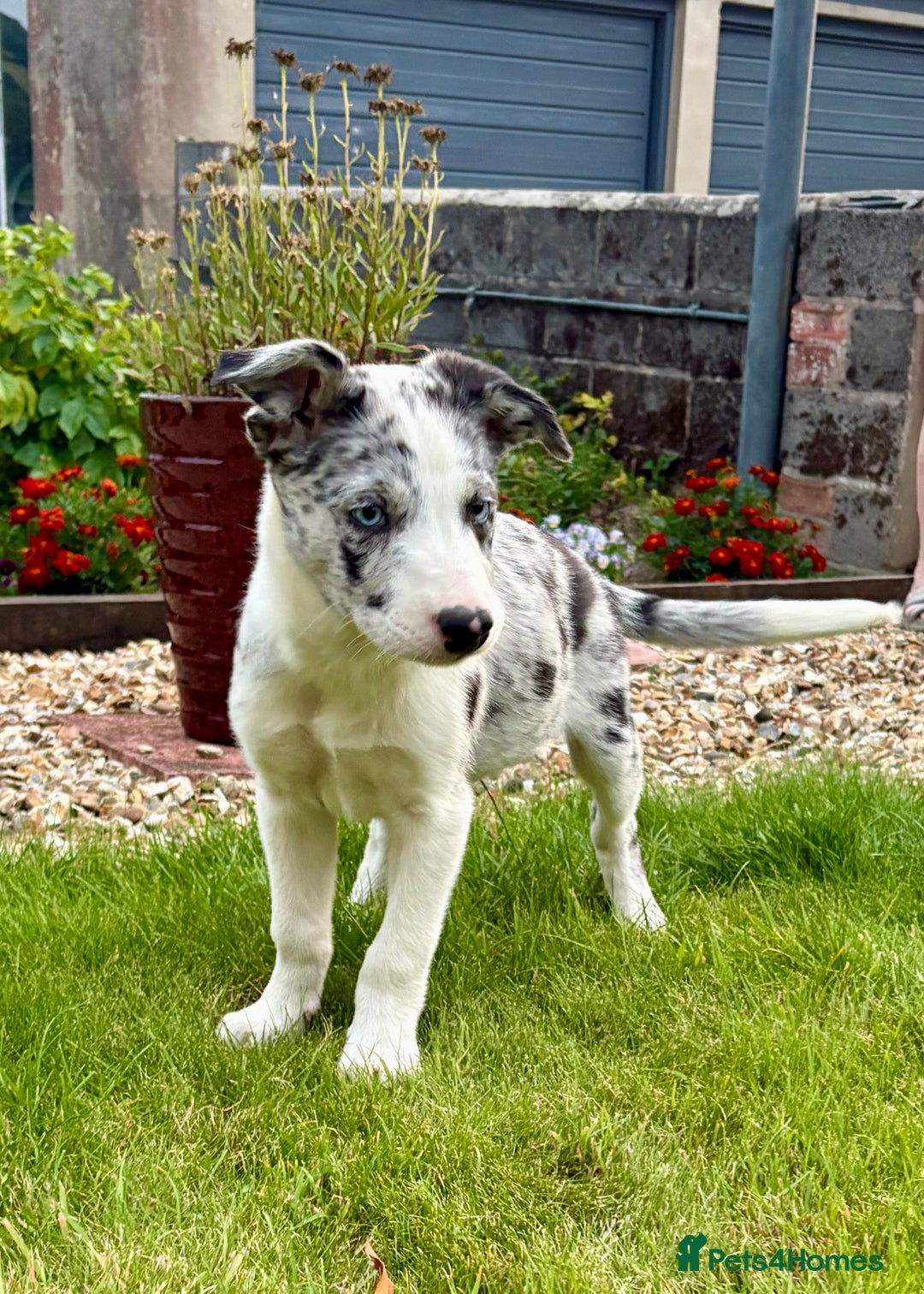 Welsh Collie dogs for sale: Stunning Collie Pups - Image 6