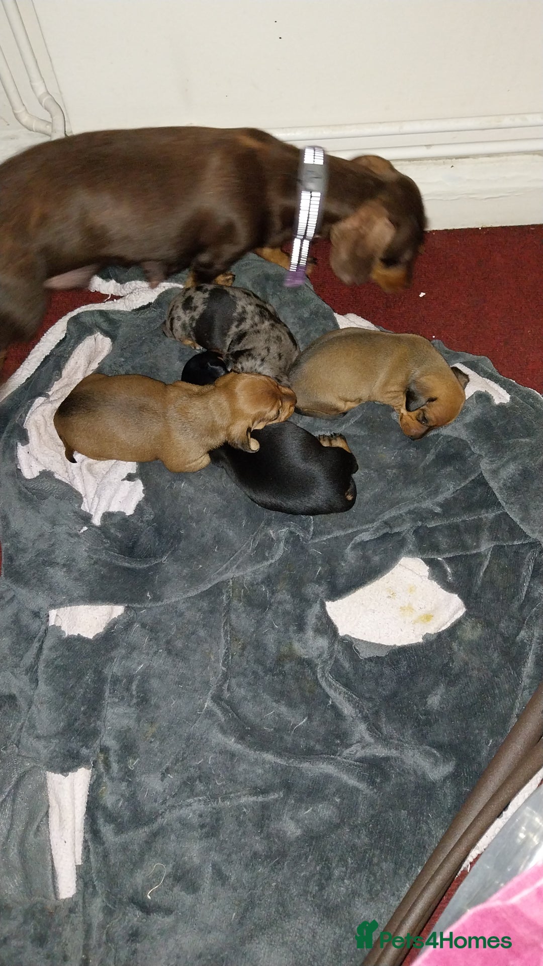 Dachshund dogs for sale: Dachshunds male  - Image 1