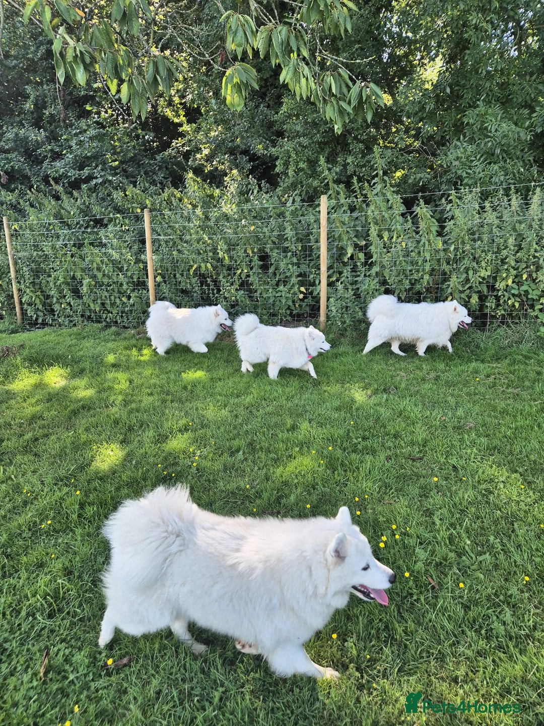 Gallery Image {{count}}