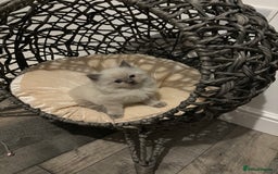 Ragdoll cats for sale: READY TO LEAVE Purebred ragdolls - Image 26