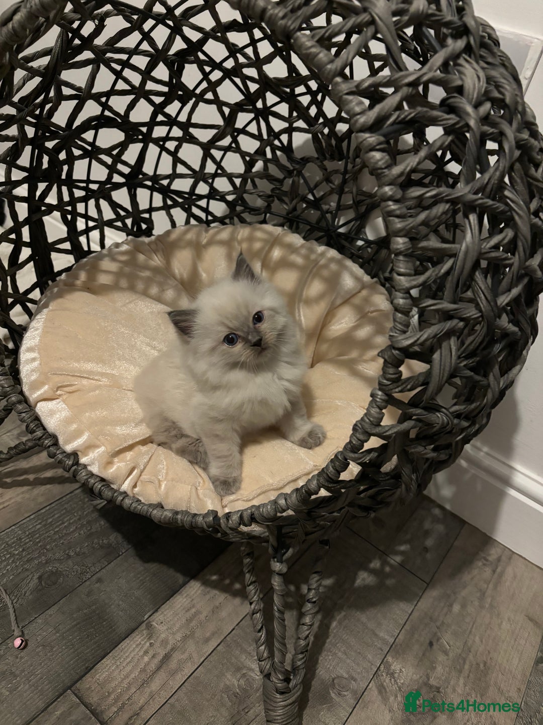 Ragdoll cats for sale: READY TO LEAVE Purebred ragdolls - Image 26