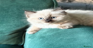 Ragdoll cats - Advert 20