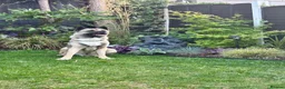 Akita dogs for sale: Beautiful Akita 4yrs in Birmingham - Advert 5