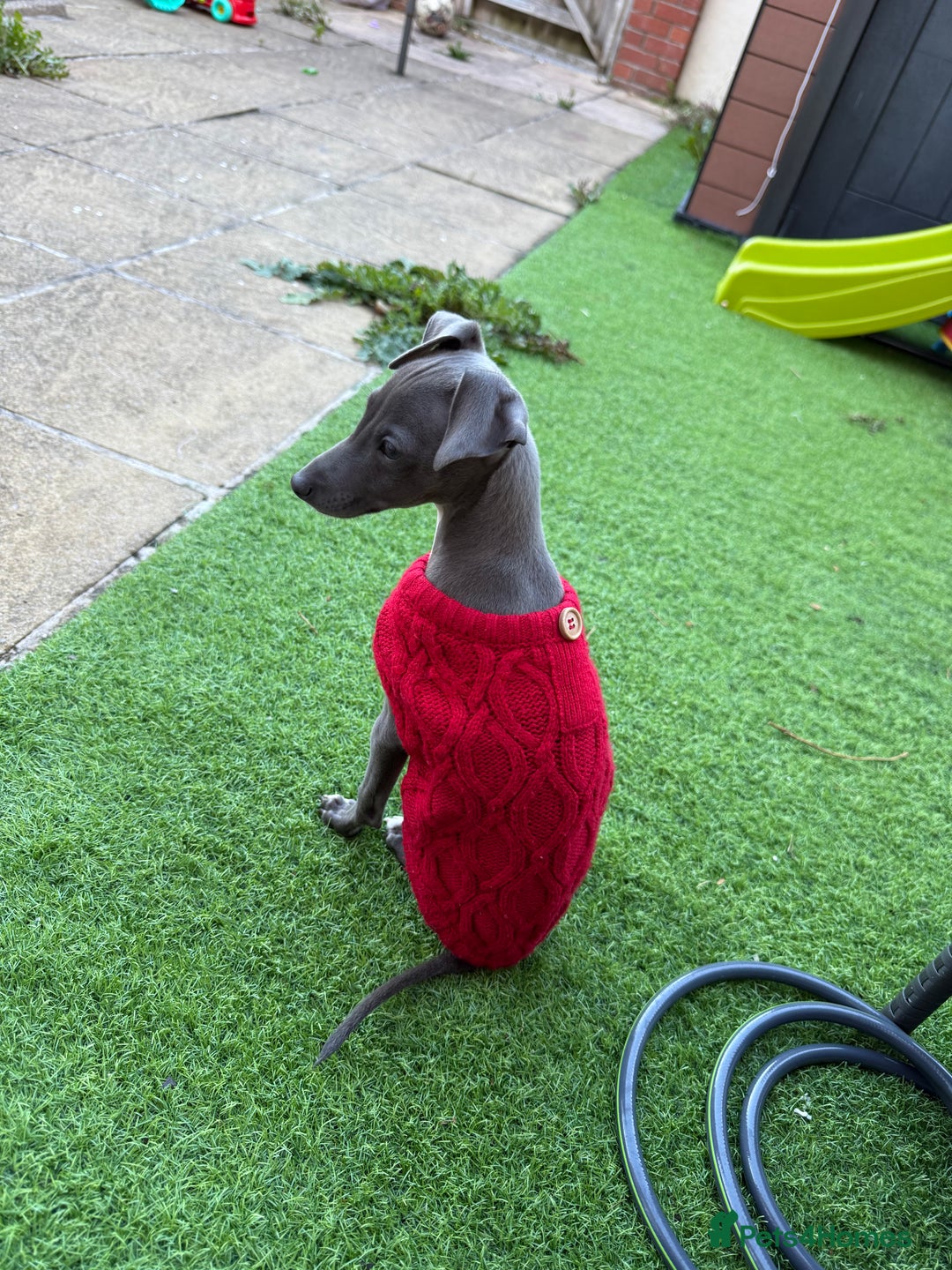 Italian Greyhound dogs for sale: In need of a new loving home🩵  - Advert 10