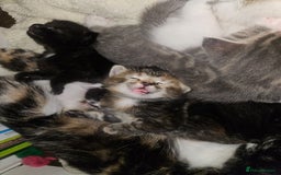 Mixed Breed cats for sale: 🐾 6 Adorable Kittens Looking for Loving Homes!  - Image 11