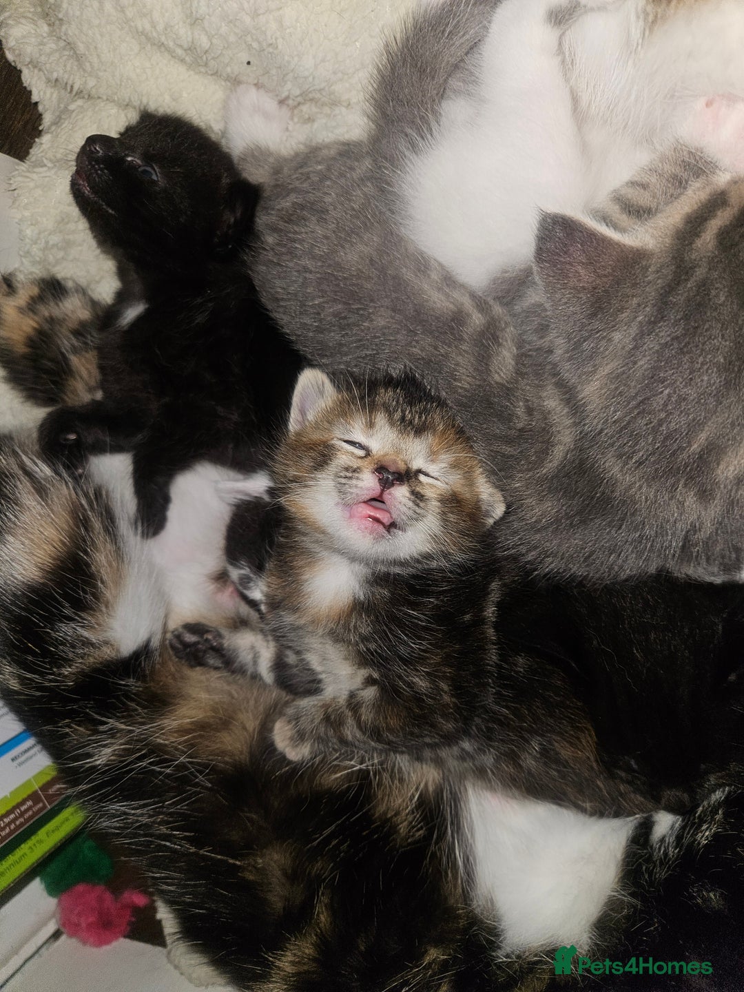 Mixed Breed cats for sale: 🐾 6 Adorable Kittens Looking for Loving Homes!  - Image 11