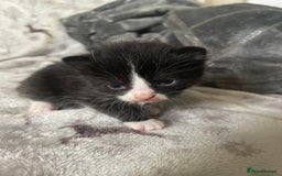 Mixed Breed cats for sale: Beautiful fluffy kittens for sale - Image 7