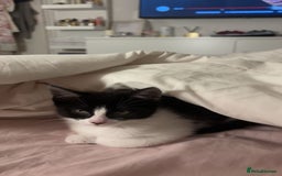 Domestic Shorthair cats for sale: 10 week old kitten | Ready to collect ASAP - Image 6