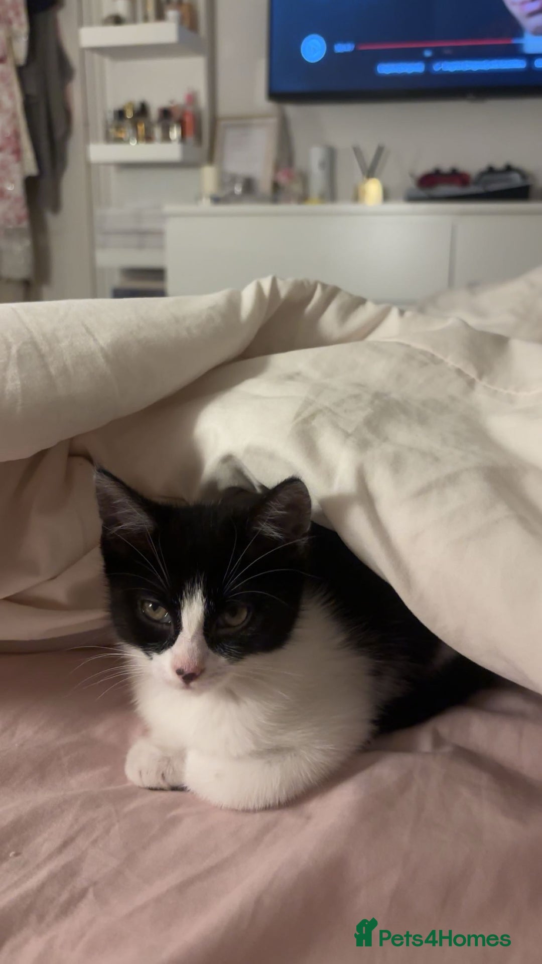 Domestic Shorthair cats for sale: 10 week old kitten | Ready to collect ASAP - Image 6