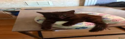 Domestic Shorthair cats for sale: Fluffy cats  in Doncaster - Advert 8