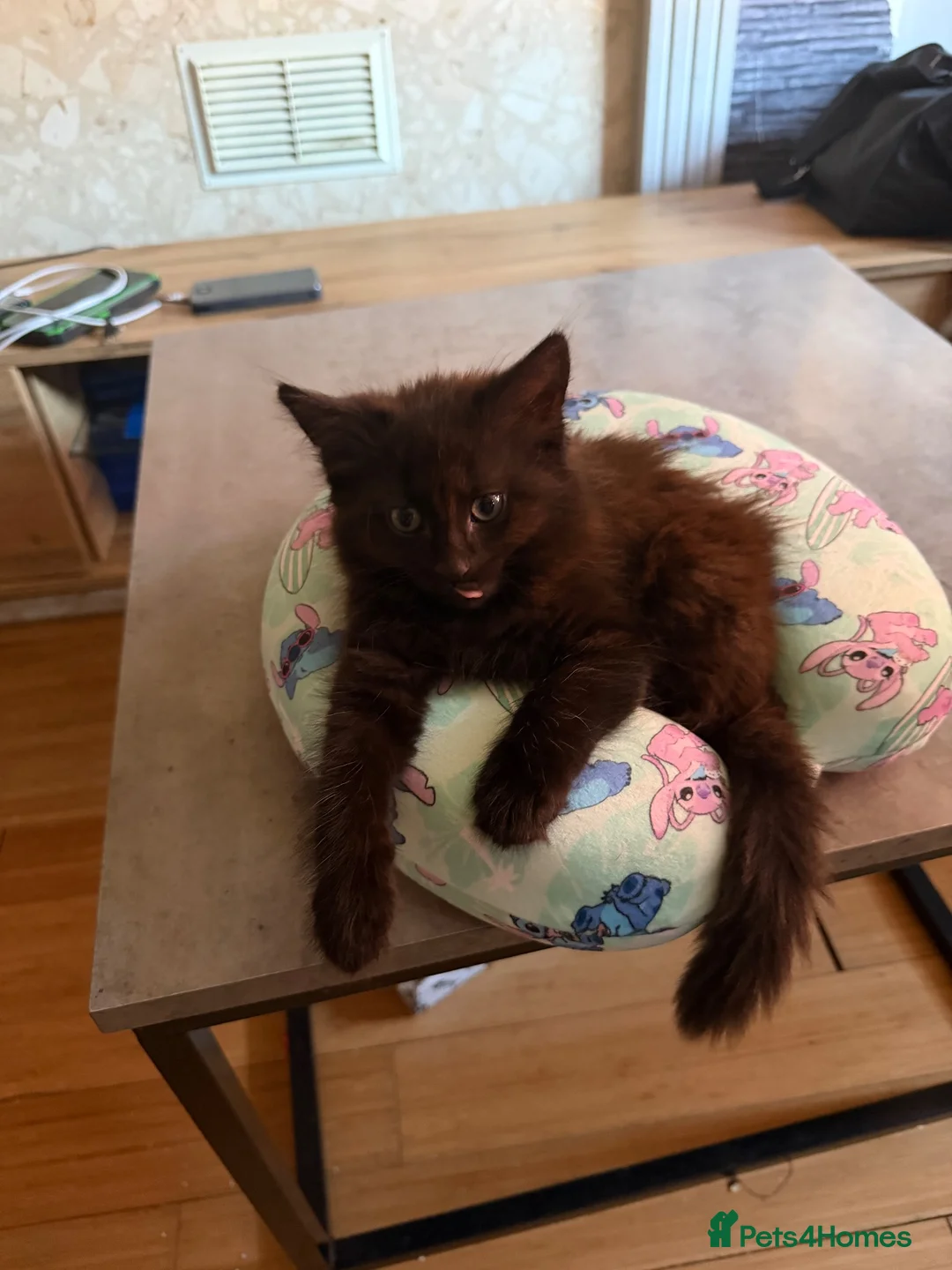 Domestic Shorthair cats for sale: Fluffy cats  in Doncaster - Advert 8