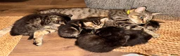 Mixed Breed cats for sale: Stunning kittens 🐈‍⬛ - Advert 12