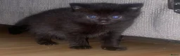 Mixed Breed cats for sale: Little kittens  in Basildon - Advert 14