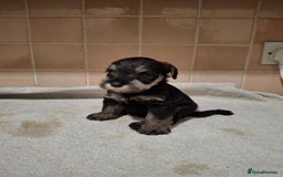 Miniature Schnauzer dogs for sale: KC Reg Miniature Schnauzer Puppies  - Image 7