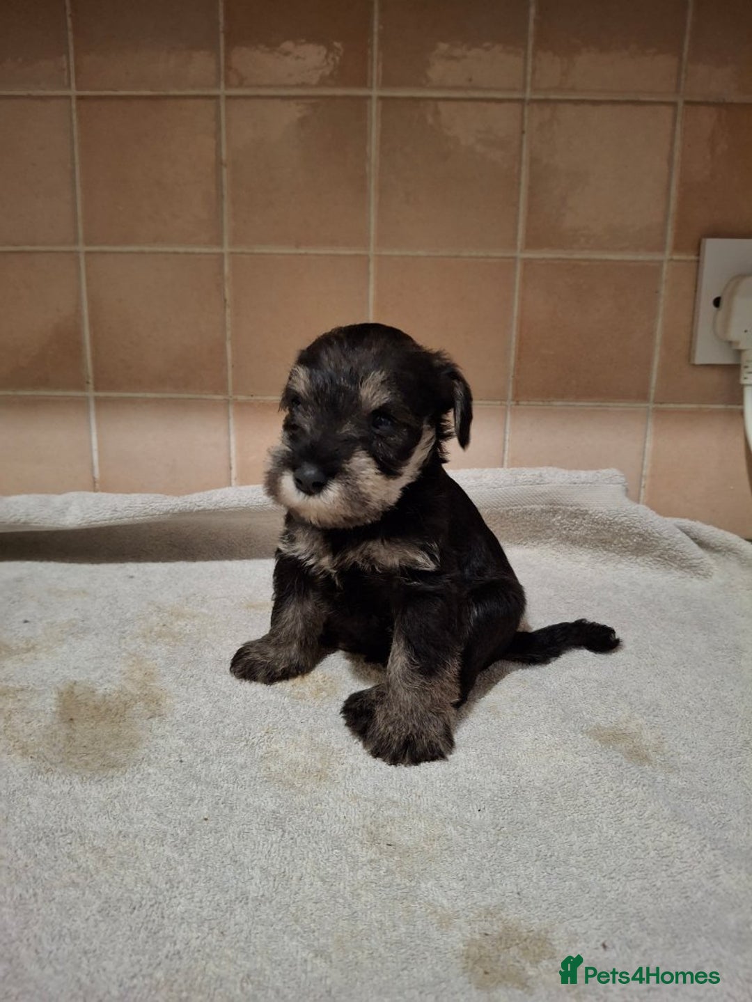 Miniature Schnauzer dogs for sale: KC Reg Miniature Schnauzer Puppies  - Image 7