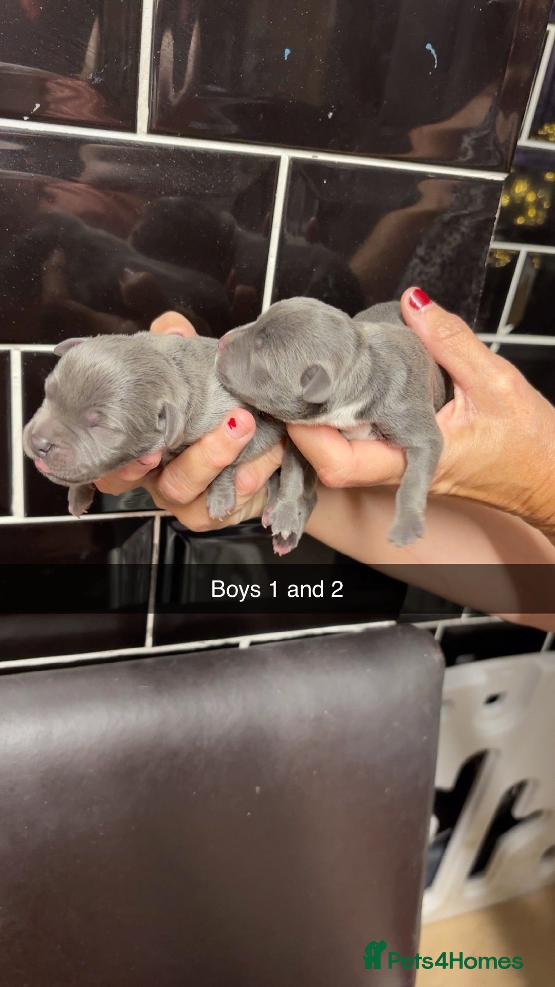 Staffordshire Bull Terrier dogs 10 Gorgeous blue staffy puppies  - Advert 4
