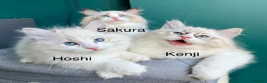 Sakura