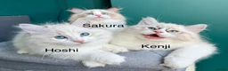 Ragdoll cats for sale: WORLD BEATIFUL RAGDOLL KITTEN / FIFE - Advert 24