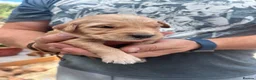 Golden Retriever dogs for sale: Loving, family raised golden retriever puppies  - Advert 13