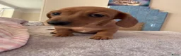 Miniature Dachshund dogs for sale: RED DAPPLE MINIATURE DACHSHUND  - Advert 11