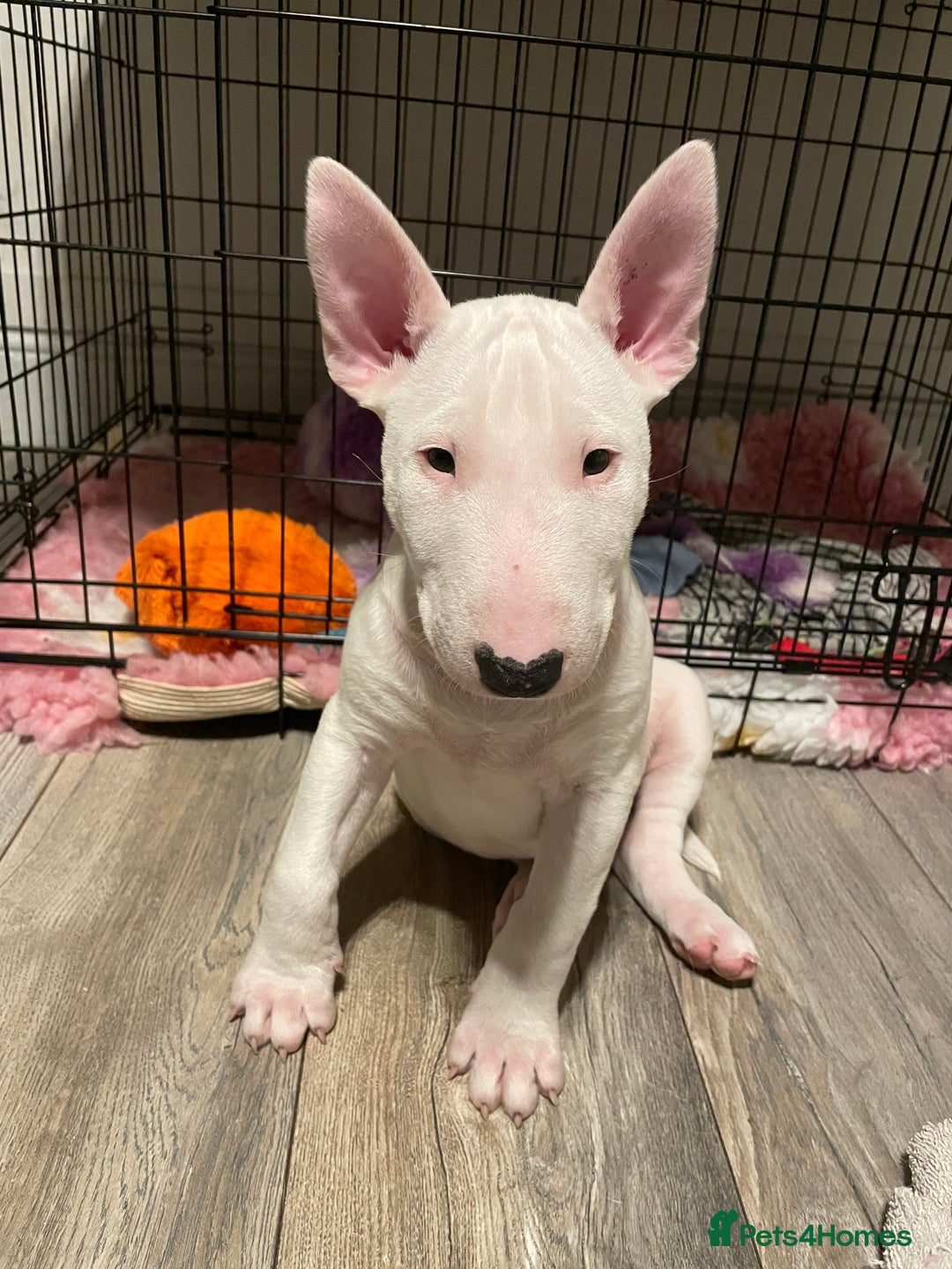 English Bull Terrier dogs for sale: Male bull terrier puppies - Advert 6