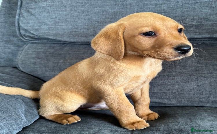 Labrador Retriever dogs - Advert 6