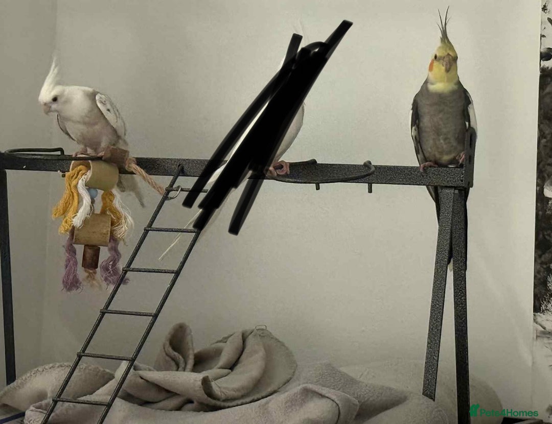Cockatiels birds for sale: X2 Cockatiels Male & Female  - Advert 6